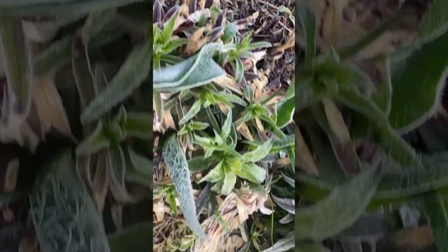Ночные заморозки до 5.