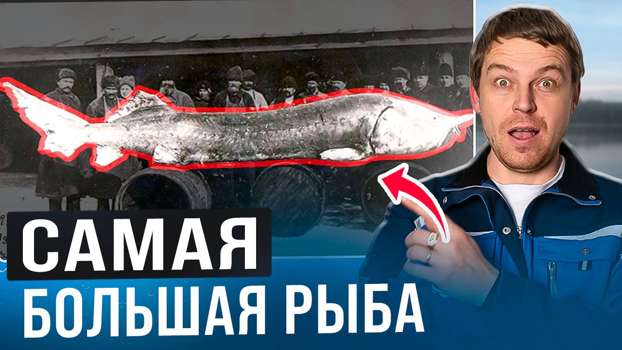 700 ТЫЩ ЗА 1 КГ _ Все секреты самой крупной рыбы в мире. Мой личный опыт разведения в УЗВ смотреть онлайн