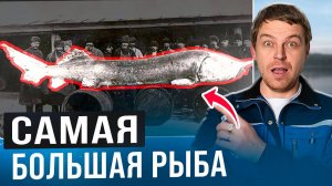 700 ТЫЩ ЗА 1 КГ _ Все секреты самой крупной рыбы в мире. Мой личный опыт разведения в УЗВ