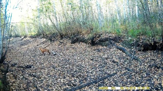 Живность в Захитри смотреть онлайн
