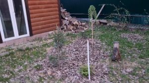 Хвойная композиция перед беседкой