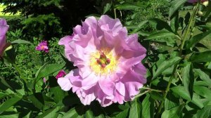 Пион Новость Алтая / Peony Novost Altaya - Сад на Волхове