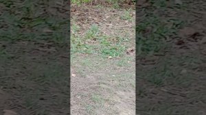 В сосновом бору. Птица, которая нас не боится