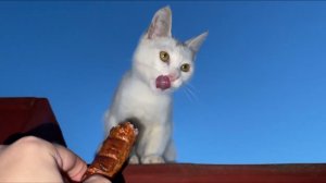 Скоро майские! Угощаем кошку сосиской