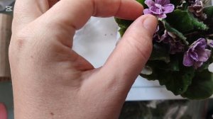 РАСПАКОВКА посылки-подарка с фиалками и пеперомиями