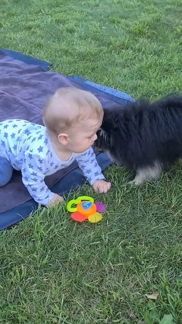 дети/шпиц смотреть онлайн