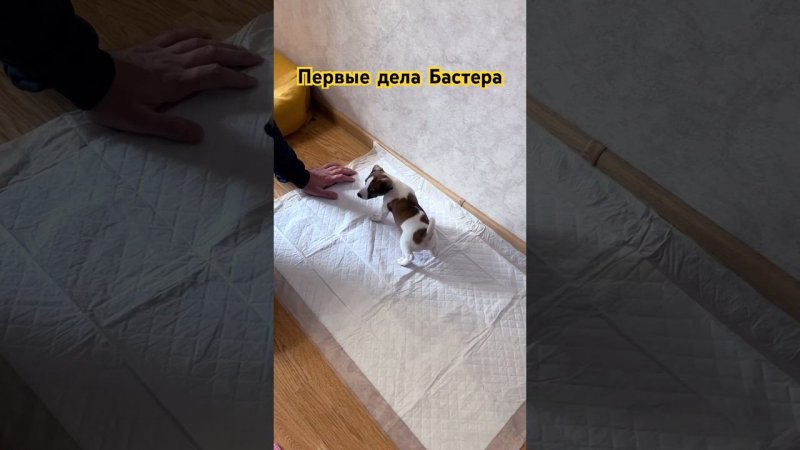 Первые дела Бастера #dog #собака #dogs #животные #джекрасселтерьер #jackrussell