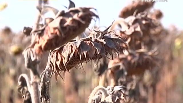 Сильная жара иссушила посевы
