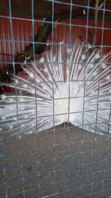 Анапа Фея 3 птичий дворик. Белый павлин смотреть онлайн