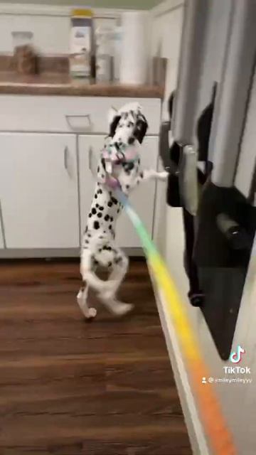 Last Puppy Check up | Dalmatian Puppy Dog goes to the Vet смотреть онлайн