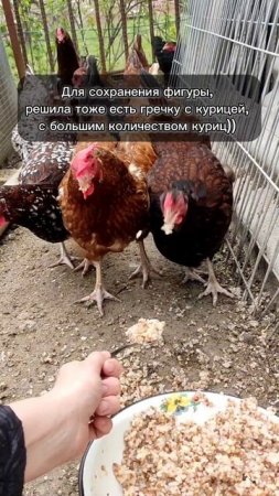Курица с гречкой