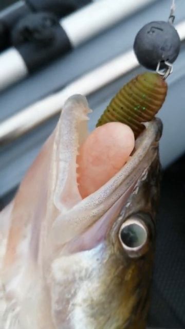 СУДАК ПОДАВИЛСЯ ПРИМАНКОЙ 😁😁😁 пятница 13 #судак #ноябрьрыбалка #РыбалкаXXI Века смотреть онлайн