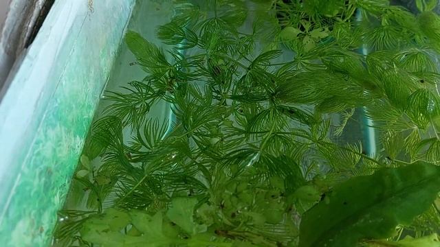 Третьи роды самки меченосца "Санта Клаус". #Аквариум #Меченосцы #СантаКлаус смотреть онлайн