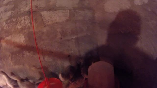 Вторая покупка бройлеров = продолжение следует 07.05.2019 г смотреть онлайн