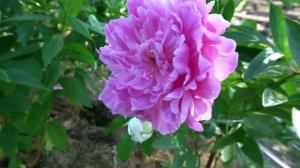 . Пион Южный Урал. Paeonia - Yuzhnyj Ural. - Новикова Л.С. 1998г