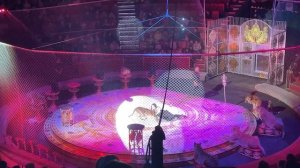 Новогоднее цирковое шоу 2025