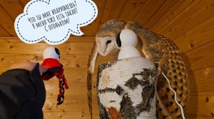 Сова Пухня одобрила игрушку или нет? Кошка Морошка ловит берёзы, я собираю цветы и сижу с яйцами