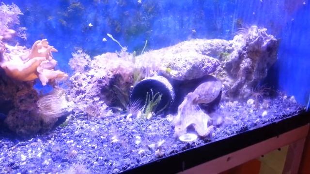 Bimac in my 40b..again смотреть онлайн