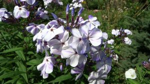 Флокс ЖУКОВСКИЙ  обзор, описание, цветение, отзыв.