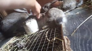 Чёрные зайцы,очень красивые!