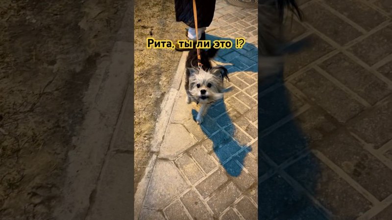 Рита, ты ли это !?