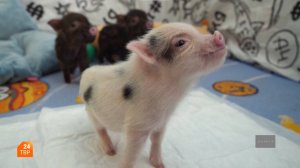 Финальный выпуск | Элита