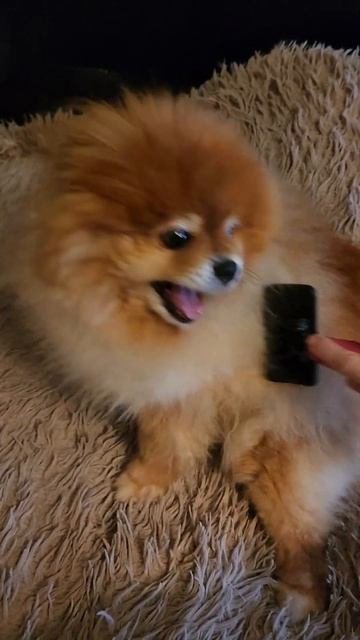 Шпиц Лео и расчёска смотреть онлайн