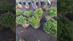 Пихта корейская тундра