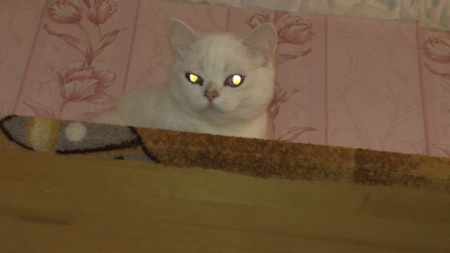 Снежок смотрит на всех свысока смотреть онлайн