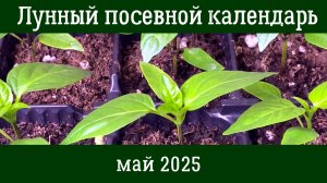ЛУННЫЙ ПОСЕВНОЙ КАЛЕНДАРЬ ОГОРОДНИКА НА  МАЙ 2025. 🌱 Что и когда сеять в мае 🌱