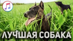 Фаина Питбуль - Собака Лучший Друг (Премьера Клипа 2024, Official Video)