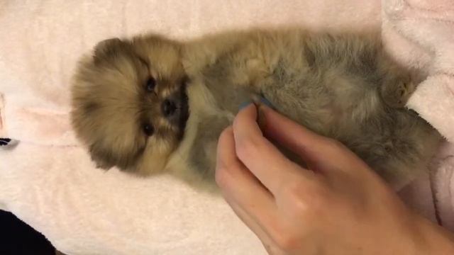 Померанский шпиц. Девочка смотреть онлайн