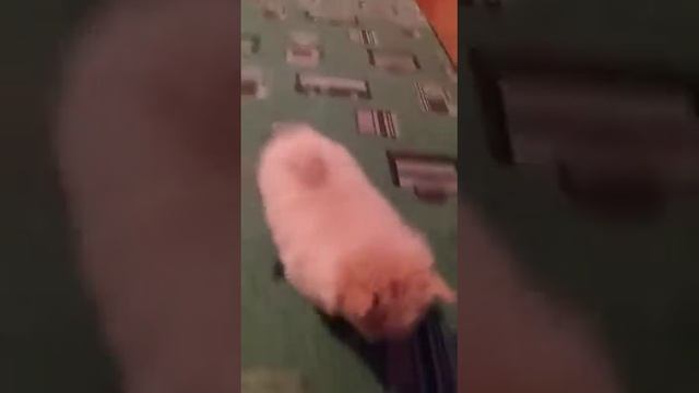 Щенок шпица 2 месяца