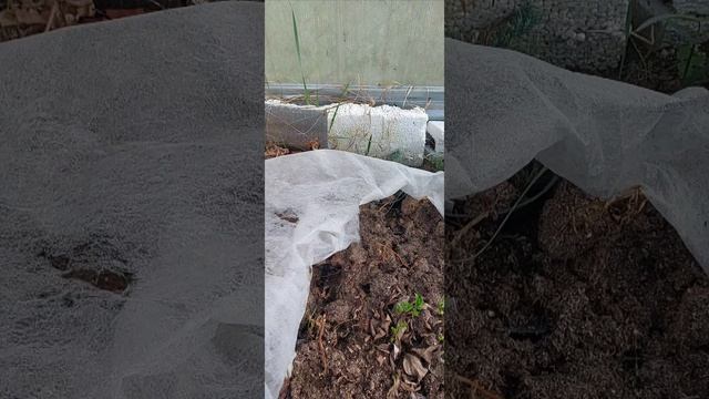 как перезимовали мои саженцы  клематисов,  показанный осерью ГАЛИСАД ЧЕРЕПОВЕЦ
