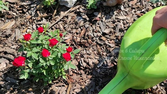 1 ТАБЛЕТКА И ОГУРЦОВ нарастает не меренно, даже слабенькие вмиг заплодоносят, не болеют смотреть онлайн