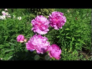 Пион ГЛОРИ АЛЛИЛУЯ / Paeonia GLORY HALLELUJAH: обзор, описание, цветение, отзыв