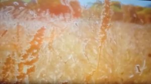 Стихотворение ВЕСЕННЯЯ ЗВЕЗДА.