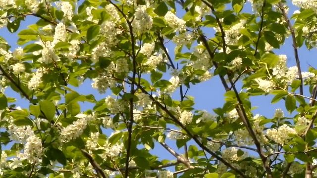 ЙөрәкТау! Яз  Весна 2018