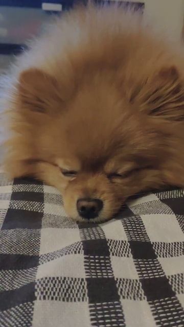 Главное не спать! Главное не спать! #shorts смотреть онлайн