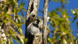Малый Пёстрый Дятел, наблюдение птиц в Великом Новгороде, 26 апреля 2025