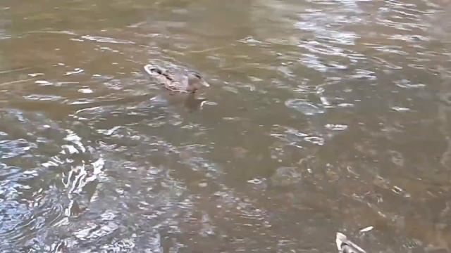 Нашёл ребёнка в лес только до конца смотри очень смешно