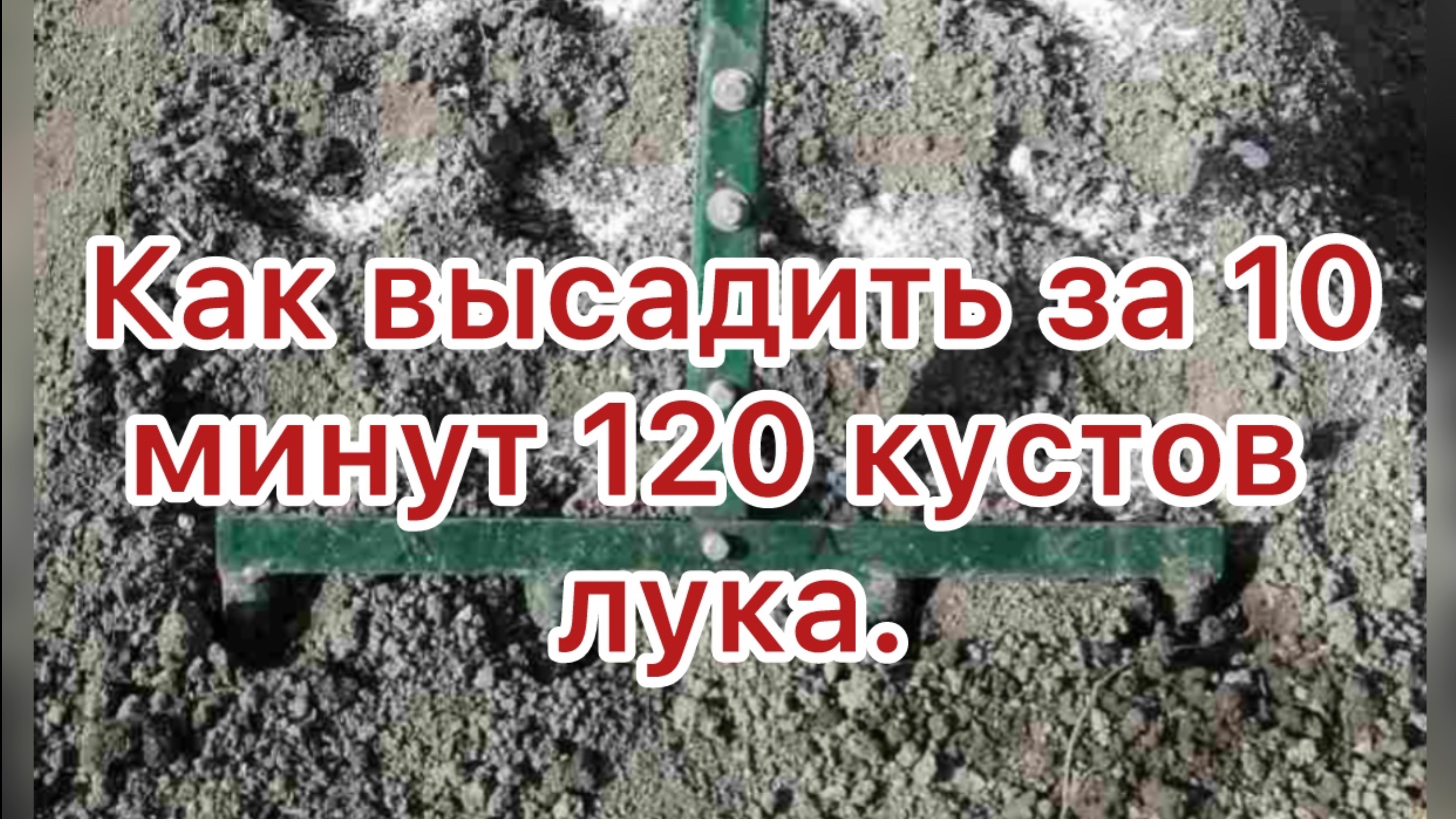 Как высадить лук