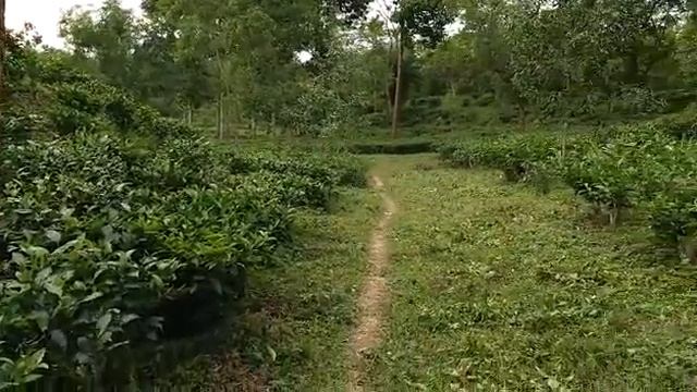 Green tea garden (DTE) Sylhet. Bangladesh