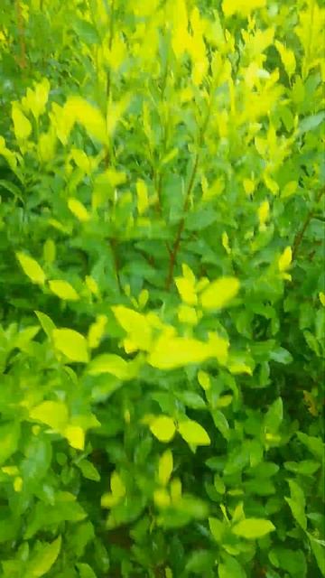 la hoja de coca смотреть онлайн