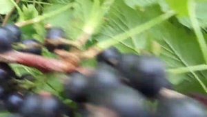 СМОРОДИНА ГФ  6 16 41  Ранняя, чуть позже ГФ 6 14 145