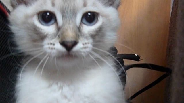 Весёлые и смешные кошки