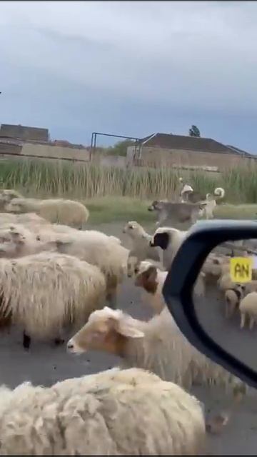 Грузия қойлары #shorts #Georgia #sheep смотреть онлайн
