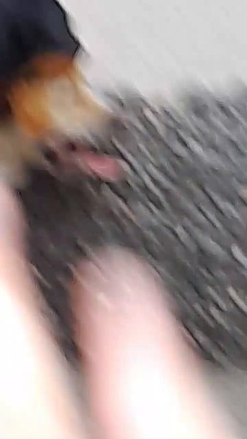 собаки дерутся