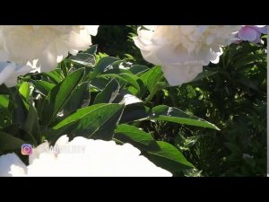 Пион МАРШМЕЛЛОУ БУТОН  Paeonia MARSHMALLOW BUTTON: обзор, описание, цветение, отзыв