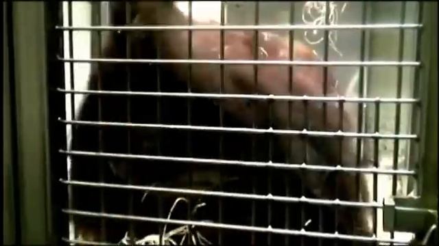 PLoS ONE : Speech-Like Rhythm in a Voiced and Voiceless Orangutan Call смотреть онлайн